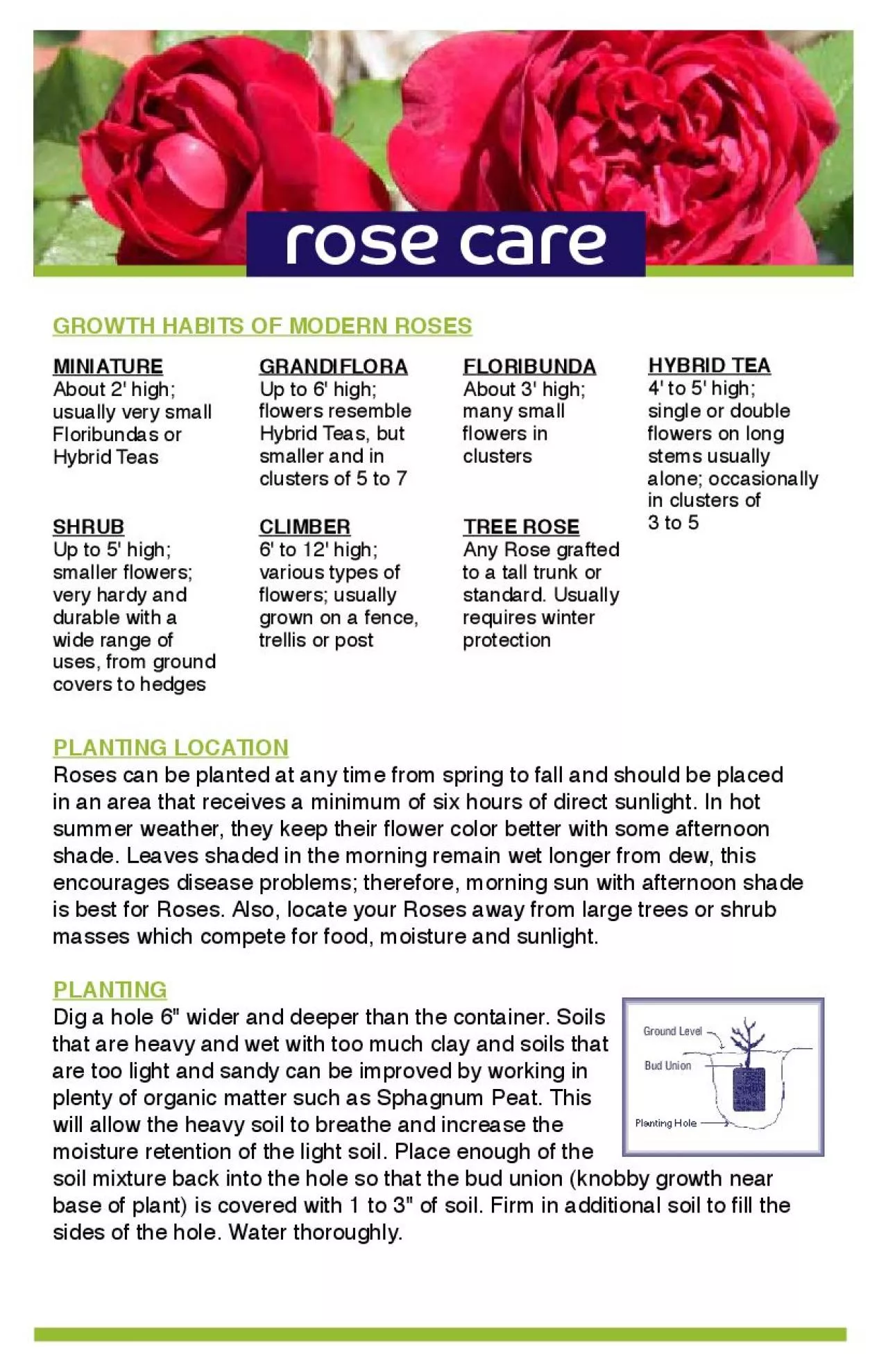 PDF-GROWTH HABITS OF MODERN ROSES