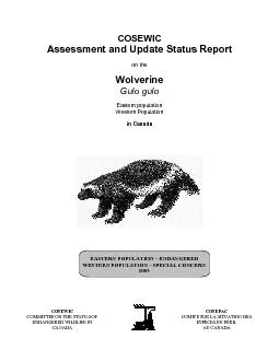 COSEWIC Assessment and Update Status Report  on the  Wolverine Gulo gu