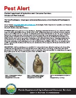 The Taro Planthopper Tarophagus colocasiae Entomologist Florida Dep