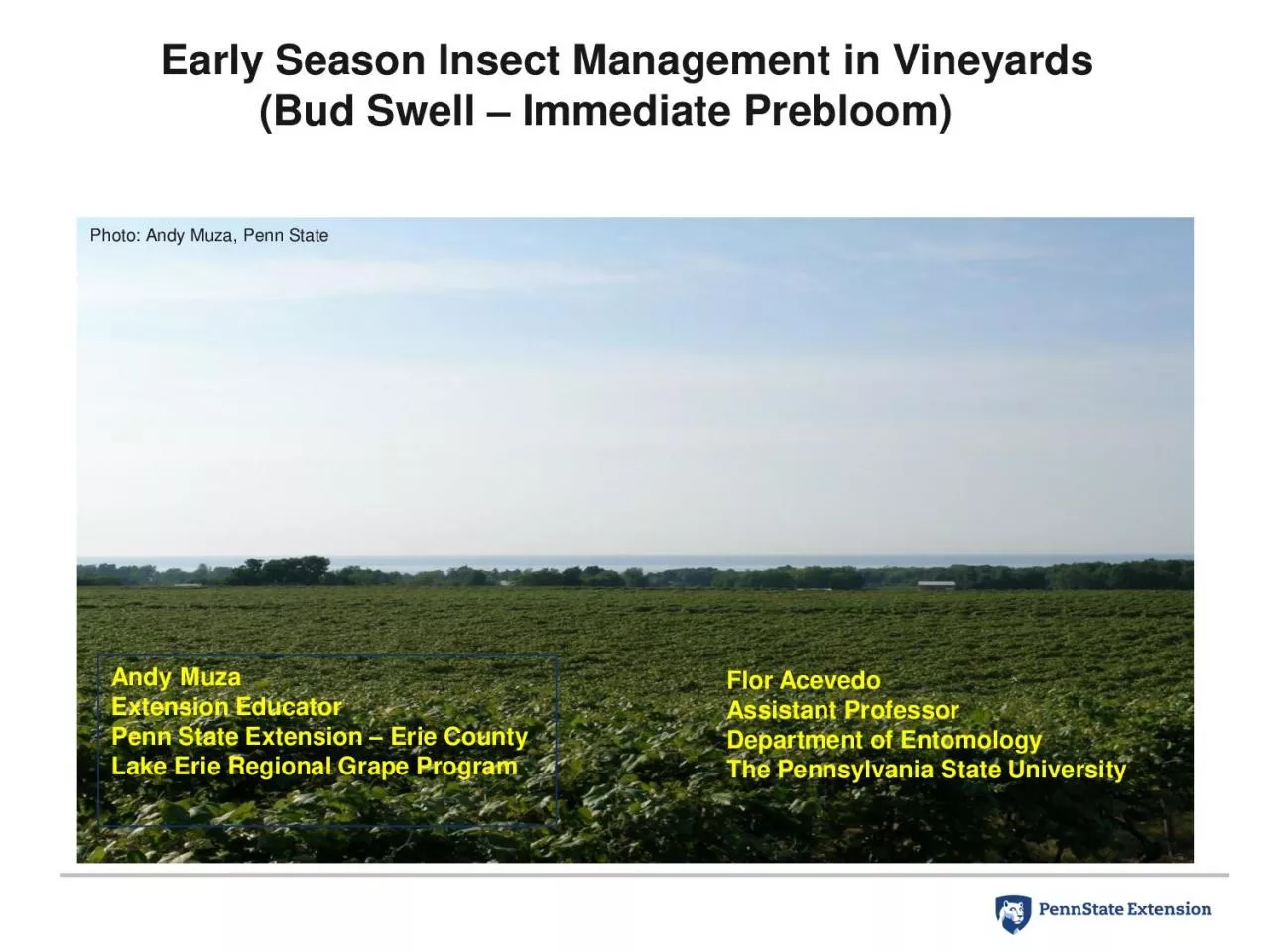 PDF-Early Season Insect Management in Vineyards