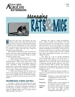 ouse rats and mice also known as com