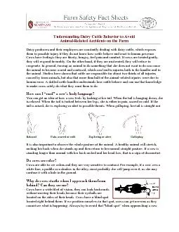 Understanding Dairy Cattle Behavior to Avoid