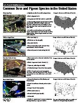 PDF-Common Dove and Pigeon Species in the United StatesUS Fish Wildlif