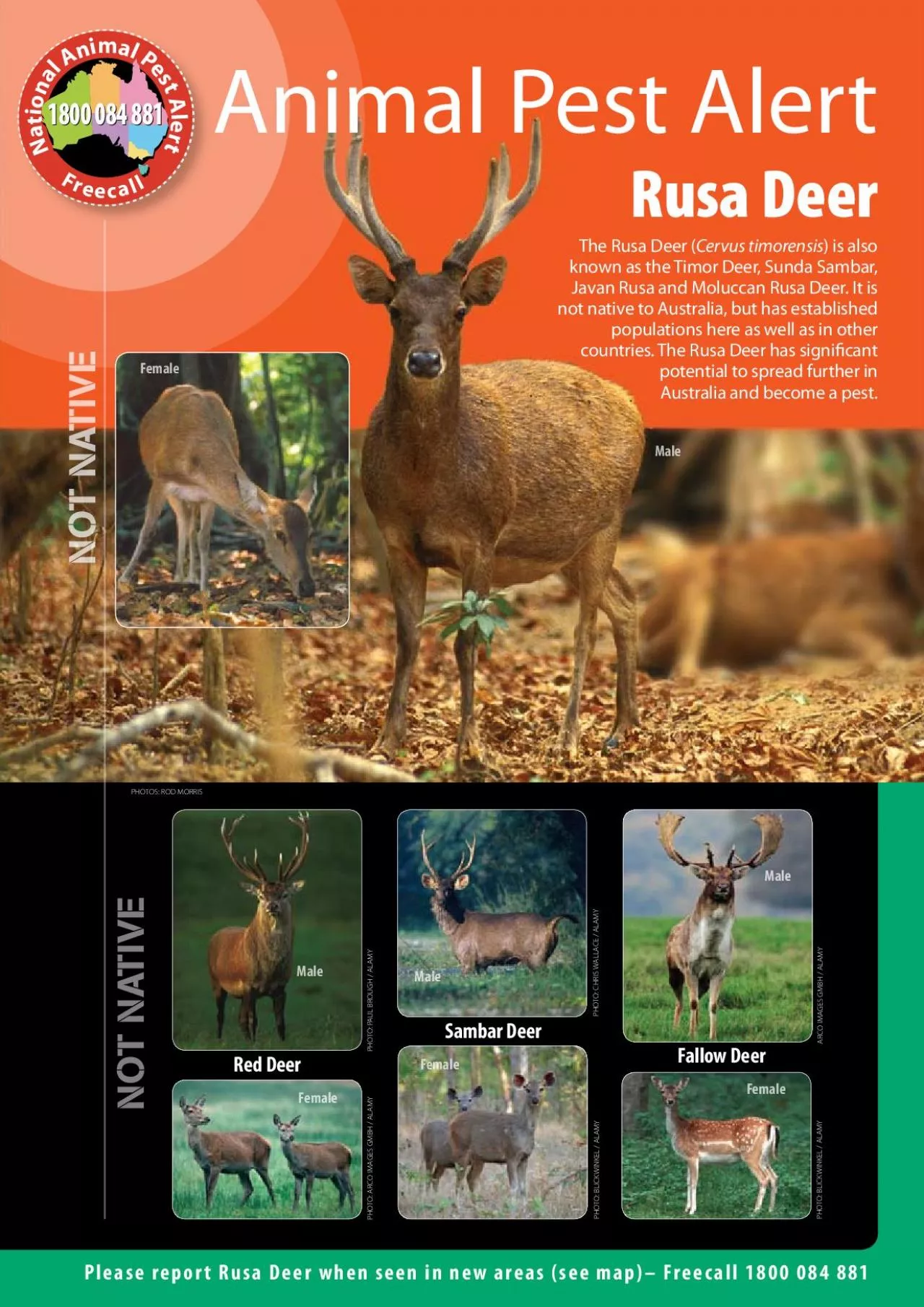 PDF-Please report Rusa Deer when seen in new areas see map150 Freecal