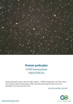 Human podocytes