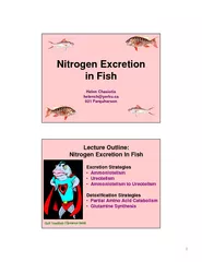 Nitrogen Excretion in Fish Helen Chasiotis helenchyork