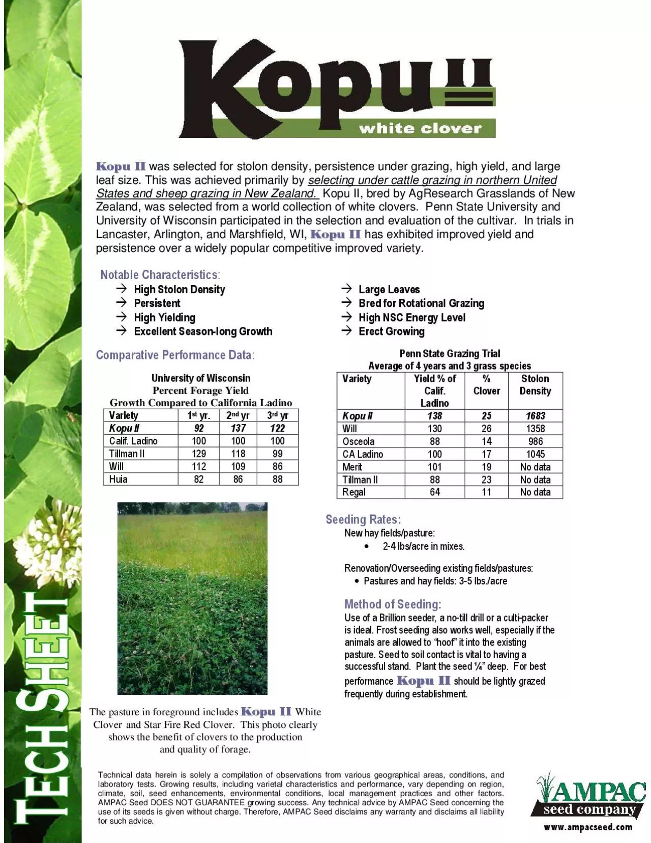 PDF-was selected for stolon density persistence under grazing high yield a