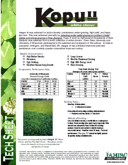 was selected for stolon density persistence under grazing high yield a