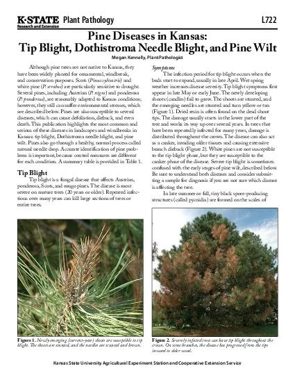 SymptomsThe infection period for tip blight occurs when the buds start