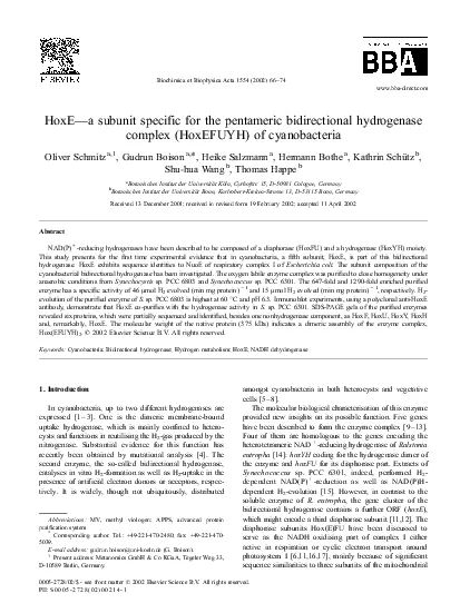 HoxEasubunitspecificforthepentamericbidirectionalhydrogenasecomplexHox