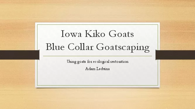 Iowa KikoGoatsBlue Collar GoatscapingUsing goats for ecological restor