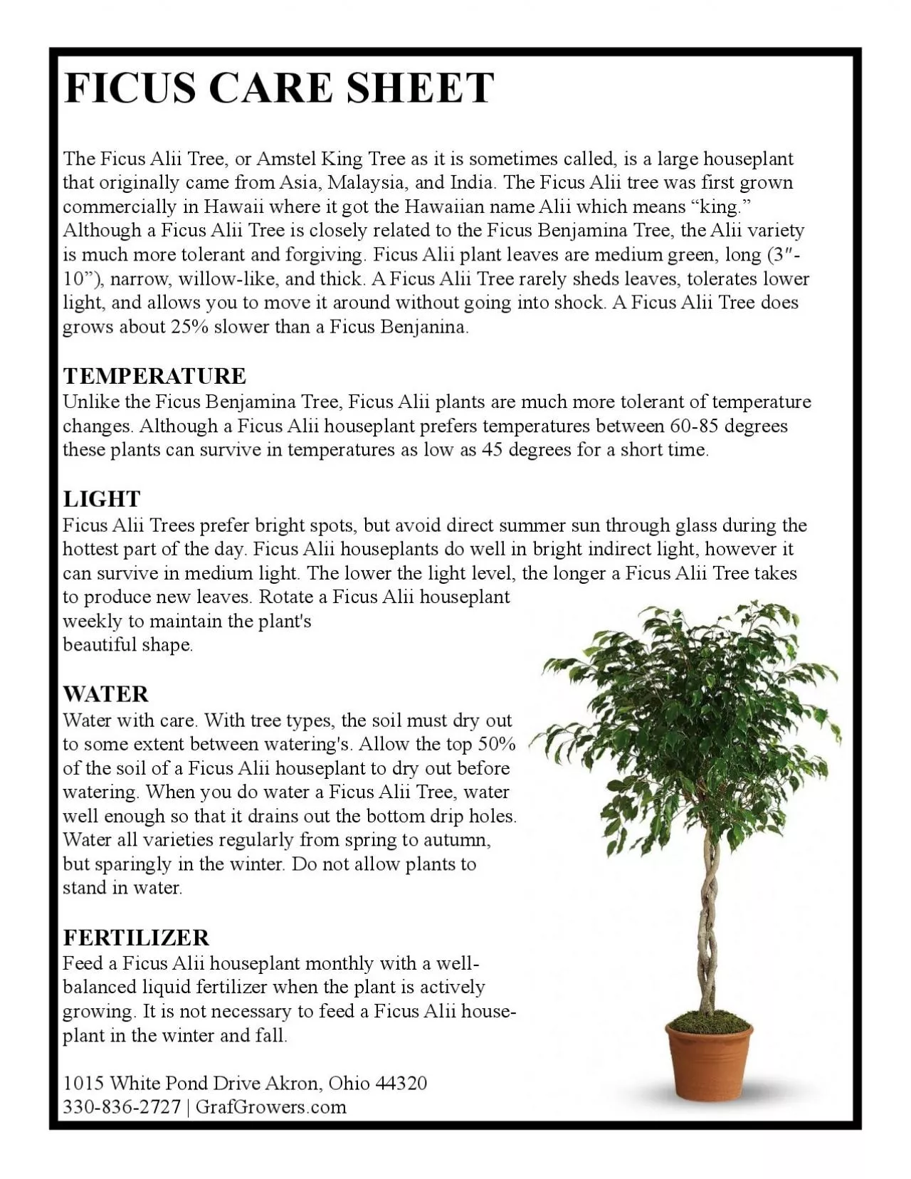 PDF-FICUS CARE SHEET