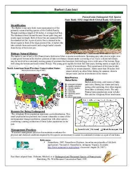 Burbot Lota lotaFact Sheet adapted from  Felbaum Mitchell et al Endang