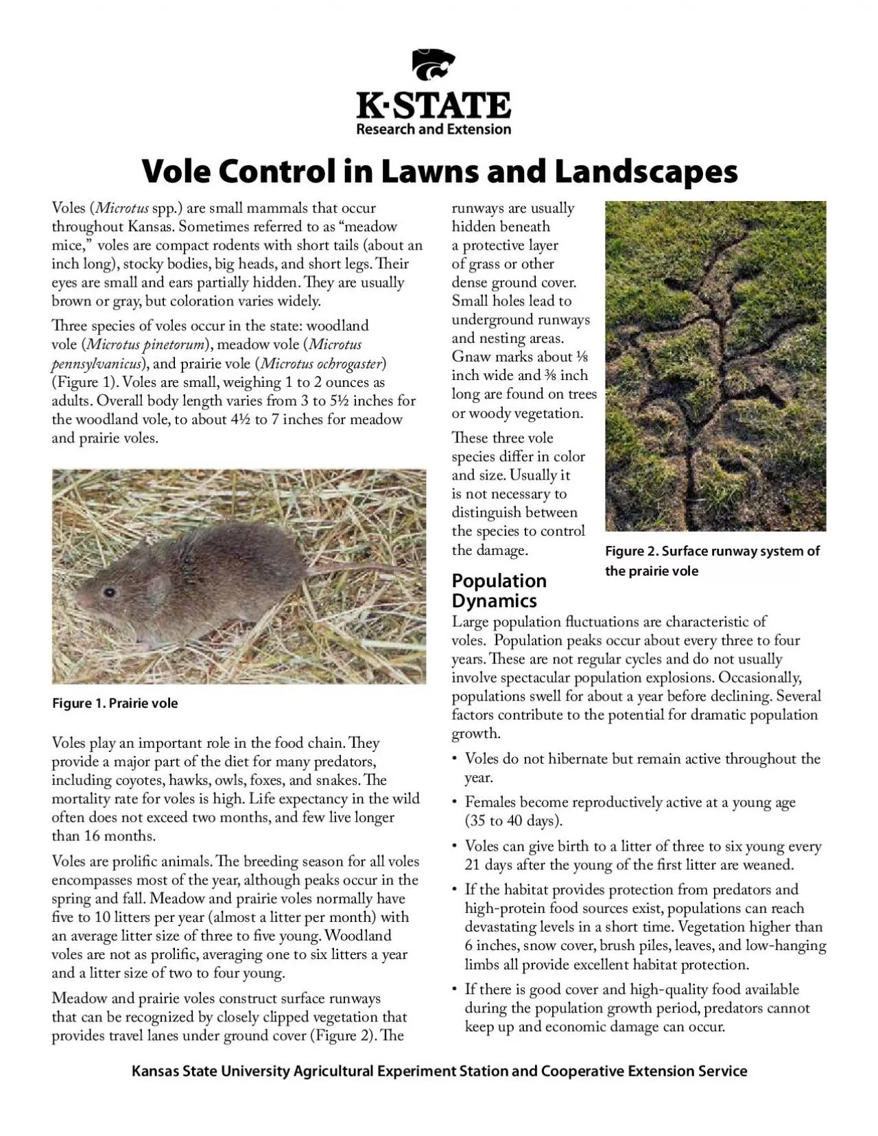 PDF-Voles Microtus spp are small mammals that occur throughout Kansas Some