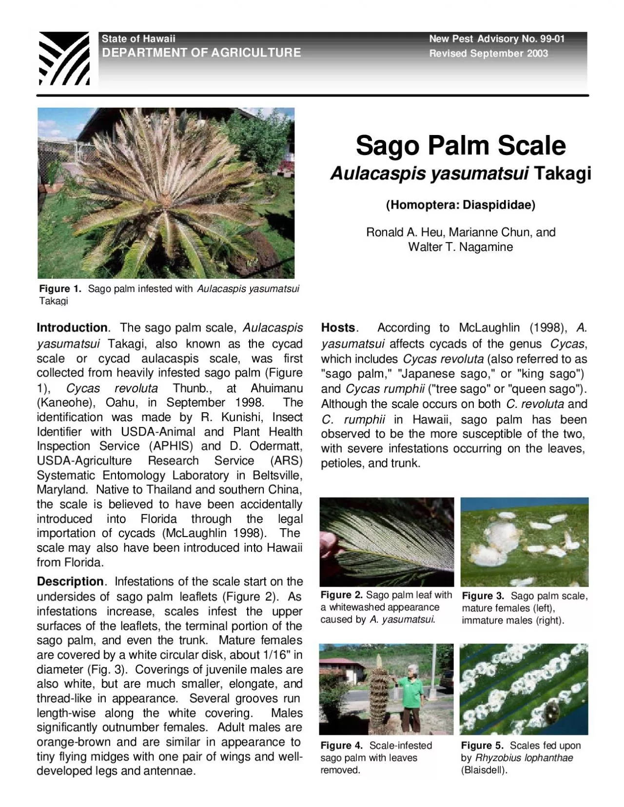 PDF-Sago Palm Scale Aulacaspis yasumatsui Takagi Homoptera Diaspididae