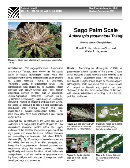 Sago Palm Scale  Aulacaspis yasumatsui Takagi  Homoptera Diaspididae