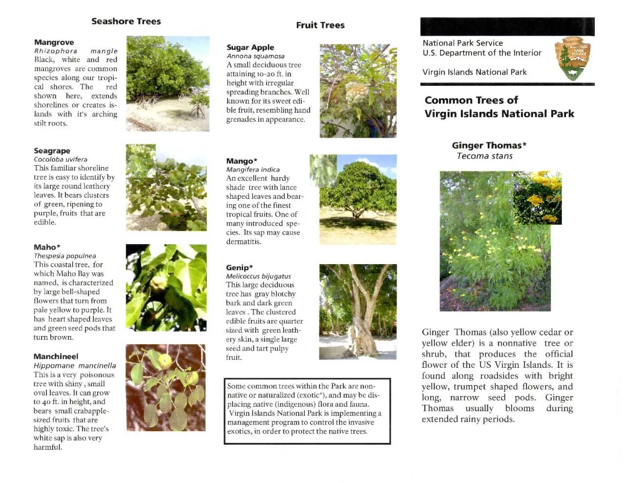 PDF-Seashore Trees Mangrove Rhizophora mangle Black white and red mangrove