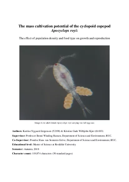 The mass cultivation potential of the cyclopoid copepod