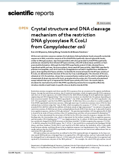 glycosylase UNG recognizes a uracil in dsDNA which is generated by cyt