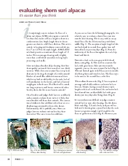 PURELYSURIt is surprisingly easy to evaluate the fleece of ashorn suri