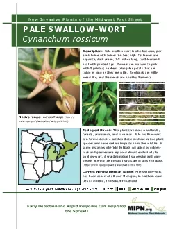 PDF-PALE SWALLOWWORT Cynanchum rossicum