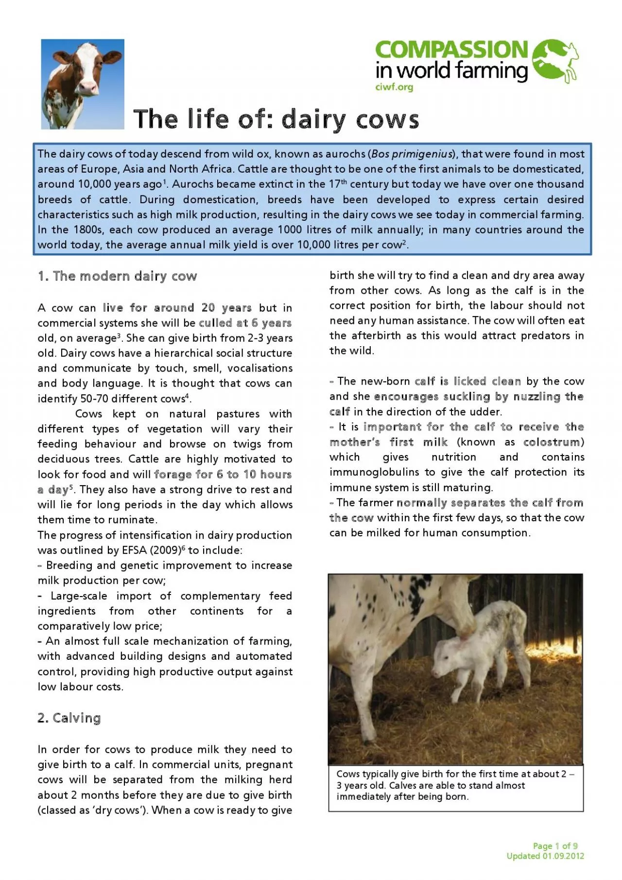 PDF-The dairy cows