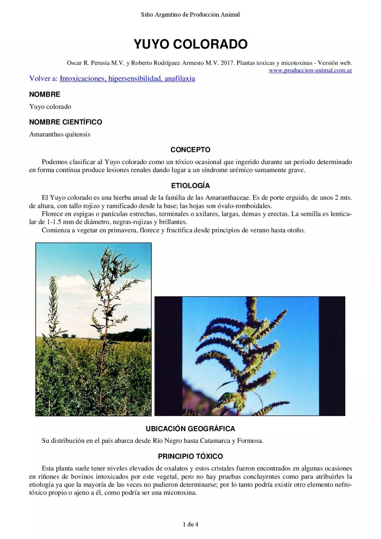 PDF-YUYO COLORADOOscar R Perusia MV y Roberto RodrguezArmesto MVPlantas to