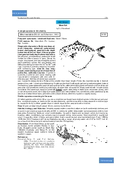 PerciformesPercoideiMenidae