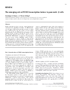 TheemergingroleofFOXOtranscriptionfactorsinpancreaticDominiqueAGlauser