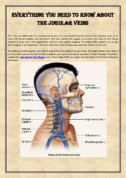 Everything you need to know about the jugular veins
