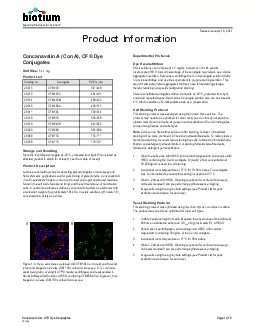 Concanavalin A CF Dye Conjugates