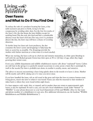 Deer Fawns and What to Do If You Find One