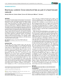 PDF-RESEARCHARTICLEBrachyurycontrolsnotochordfateaspartofafeedforwardWend