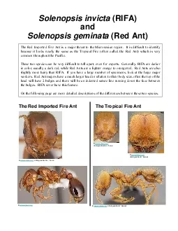 SolenopsisinvictaRIFA and Solenopsisgeminata Red Ant