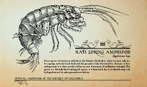 OFFICIAL AMPHIPOD OF THE DISTRICT OF COLUMBIA