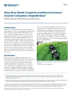 Hairy Rove Beetle