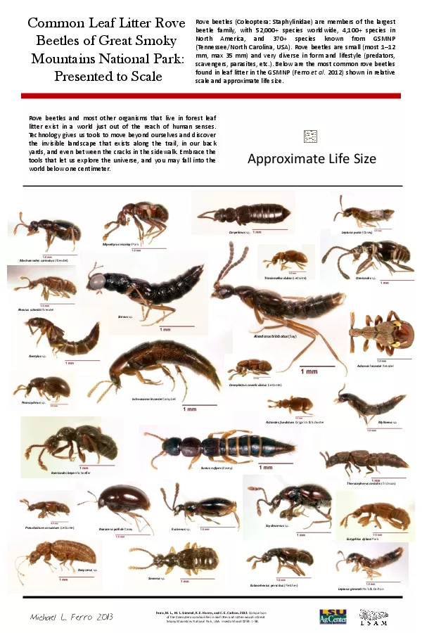 Coleoptera