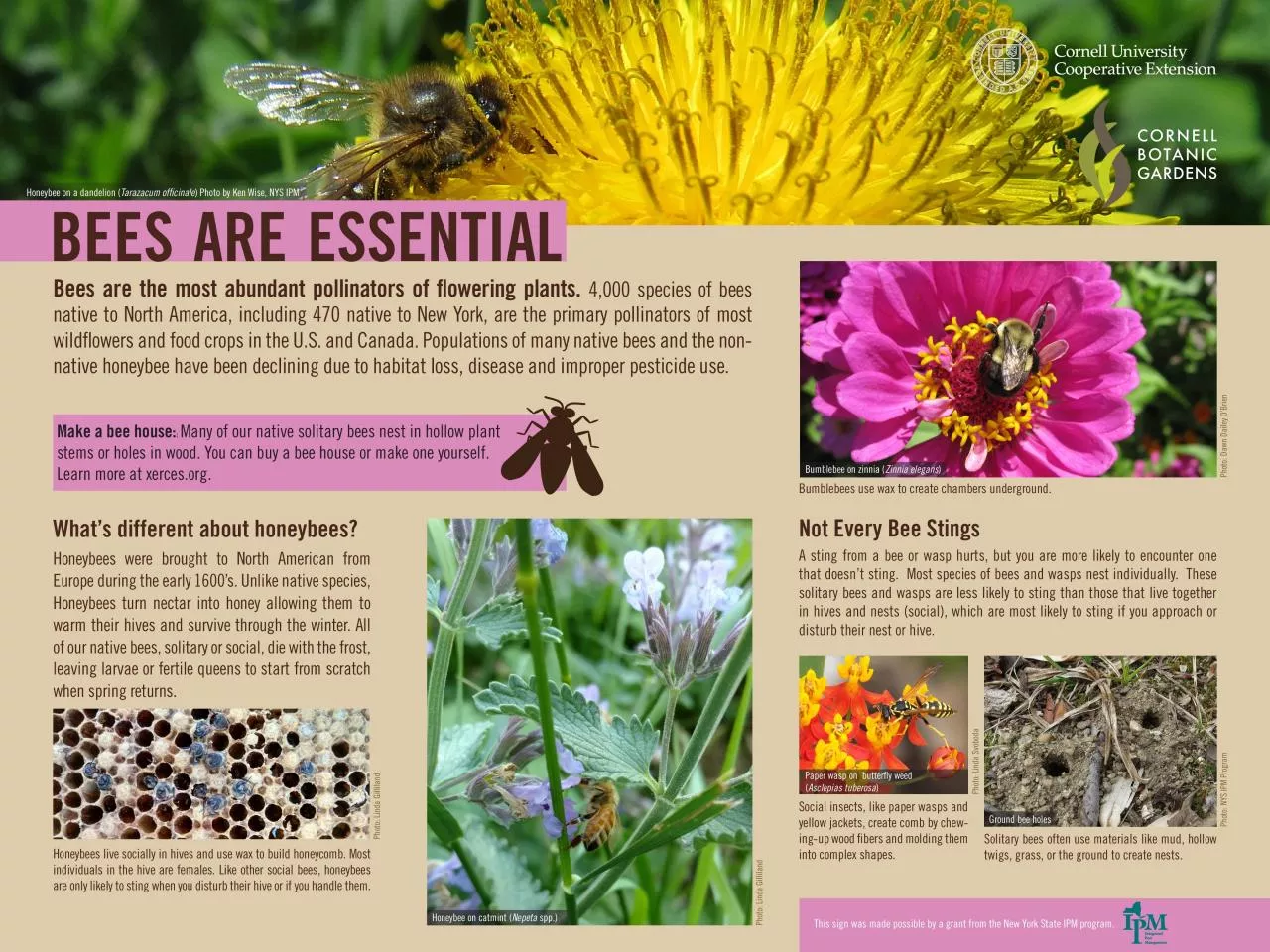 PDF-Bees are the most abundant pollinators of 31owering plants