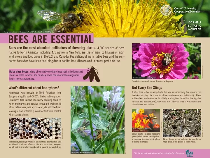 Bees are the most abundant pollinators of 31owering plants