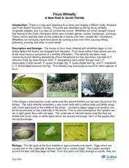 Ficus Whitefly A New Pest in South Florida Introductio