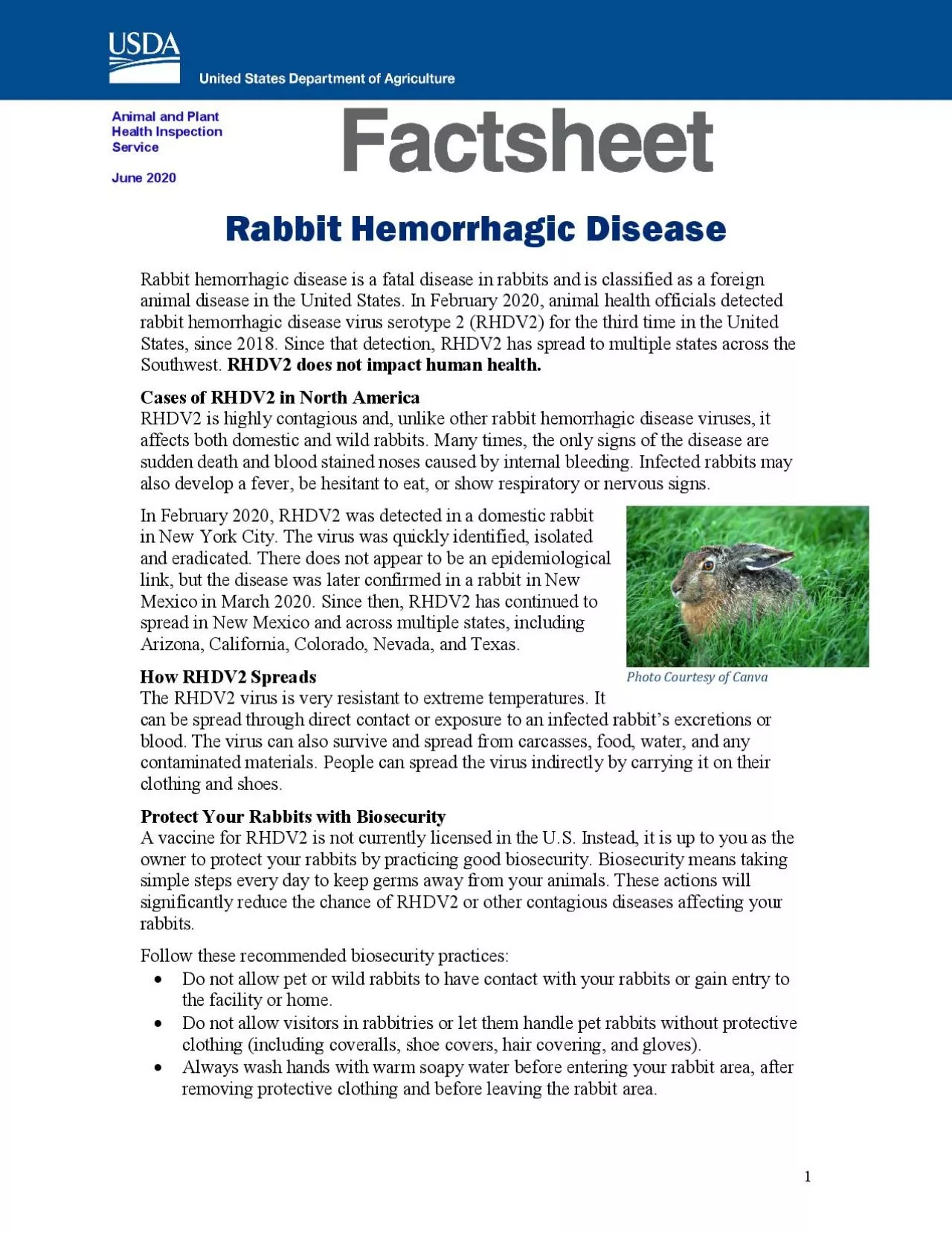 PDF-Rabbit Hemorrhagic DiseaseRabbit hemorrhagic disease is a fatal diseas