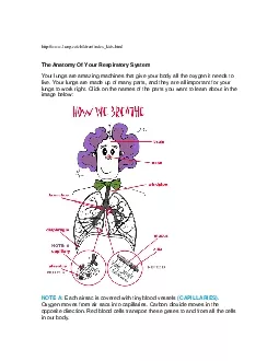 httpwwwlungcachildrenindexkidshtml The Anatomy Of Your Respiratory