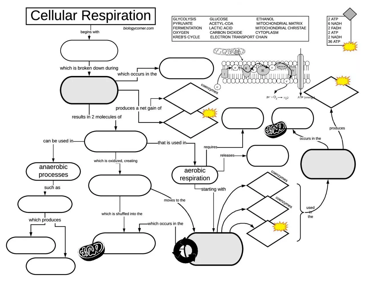 PDF-coenzymes