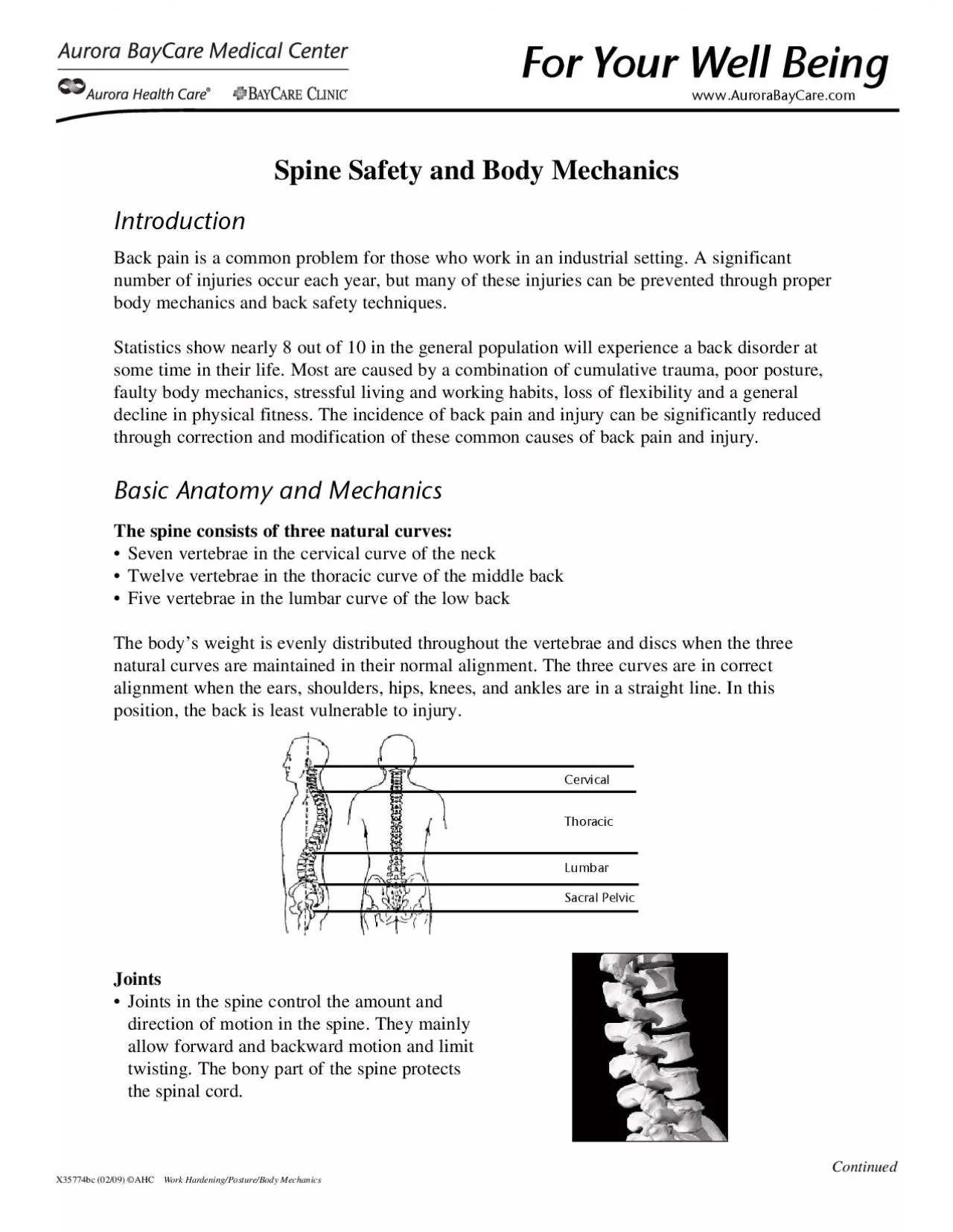 PDF-Seven vertebrae in the cervical curve of the neck Twelve vertebrae in