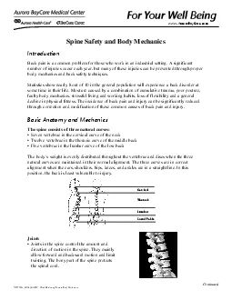 Seven vertebrae in the cervical curve of the neck Twelve vertebrae in