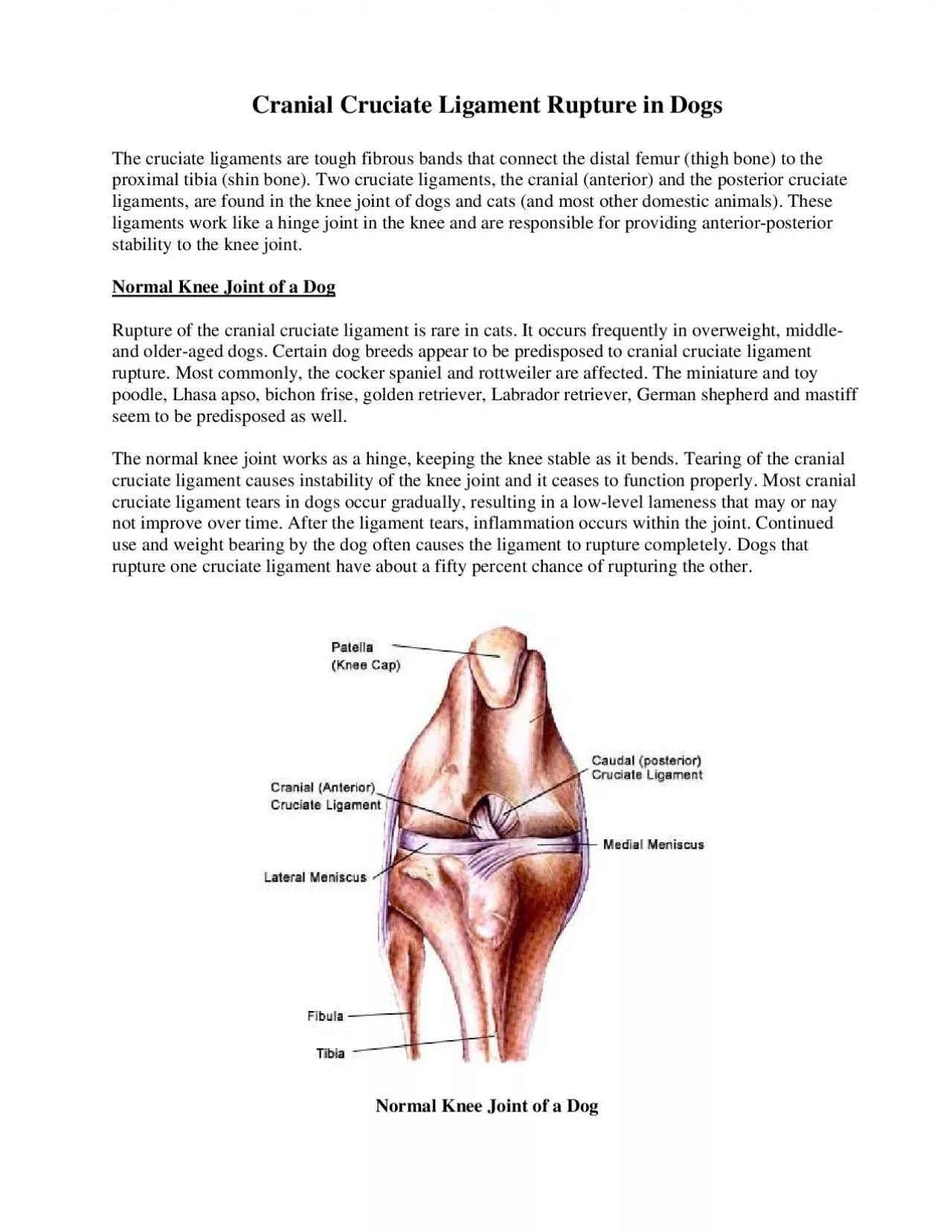 PDF-The cruciate ligaments are tough fibrous bands thatproximal tibia shin