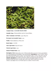 Common Name TAYLORS FILMY FERN Scientific Name Hymenop