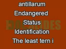 Sternula antillarum Endangered  Status Identification The least tern i
