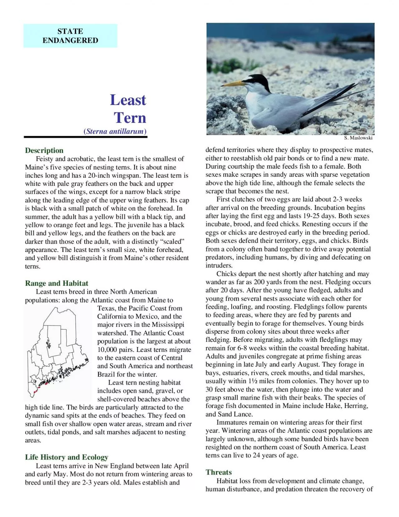 PDF-Least Tern Sterna antillarum