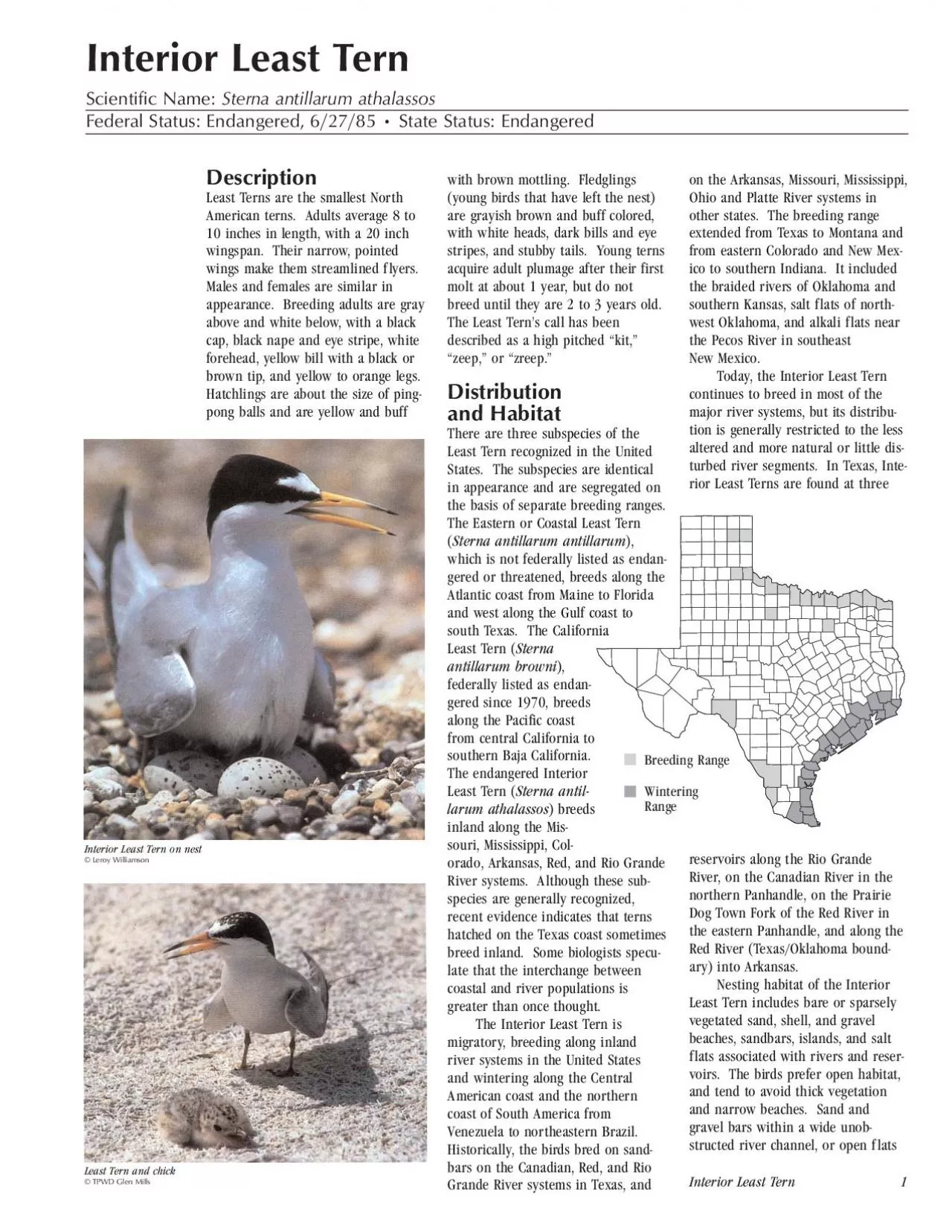 PDF-Least Terns are the smallest NorthAmerican terns Adults average 8 to1